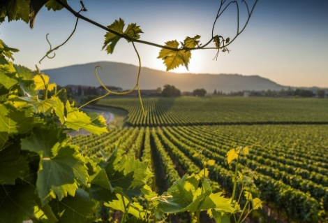 Franco Ambrosetti | Ville